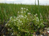Cochlearia officinalis ssp officinalis 13, Echt lepelblad, Saxifraga-Ed Stikvoort