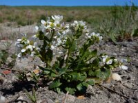 Cochlearia officinalis ssp officinalis 18, Echt lepelblad, Saxifraga-Ed Stikvoort