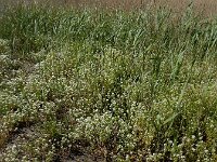 Cochlearia officinalis ssp officinalis 19, Echt lepelblad, Saxifraga-Ed Stikvoort