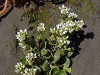 Cochlearia officinalis ssp officinalis 21, Echt lepelblad, Saxifraga-Ed Stikvoort