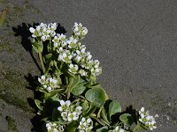 Cochlearia officinalis ssp officinalis 26, Echt lepelblad, Saxifraga-Ed Stikvoort