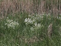 Cochlearia officinalis ssp officinalis 4, Echt lepelblad, Saxifraga- Peter Meininger