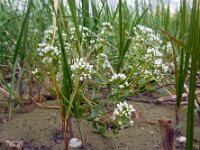 Cochlearia officinalis ssp officinalis 9, Echt lepelblad, Saxifraga-Ed Stikvoort