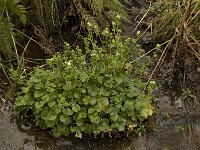 Cochlearia pyrenaica, Pyrenean Scurvygrass