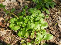Cochlearia pyrenaica 11, Zinklepelblad, Saxifraga-Rutger Barendse