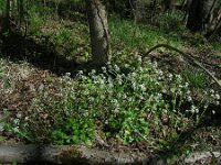 Cochlearia pyrenaica 16, Zinklepelblad, Saxifraga-Ed Stikvoort