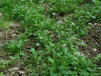 Cochlearia pyrenaica 17, Zinklepelblad, Saxifraga-Ed Stikvoort