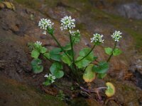 Cochlearia pyrenaica 18, Zinklepelblad, Saxifraga-Ed Stikvoort