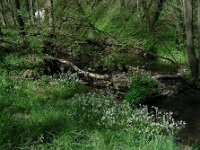 Cochlearia pyrenaica 19, Zinklepelblad, Saxifraga-Ed Stikvoort