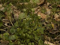 Cochlearia pyrenaica 2, Zinklepelblad, Saxifraga-Willem van Kruijsbergen