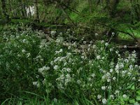 Cochlearia pyrenaica 20, Zinklepelblad, Saxifraga-Ed Stikvoort
