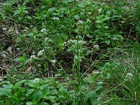 Cochlearia pyrenaica 22, Zinklepelblad, Saxifraga-Ed Stikvoort