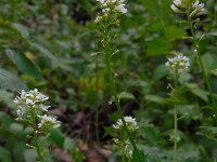 Cochlearia pyrenaica 23, Zinklepelblad, Saxifraga-Ed Stikvoort