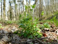 Cochlearia pyrenaica 7, Zinklepelblad, Saxifraga-Rutger Barendse