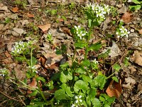 Cochlearia pyrenaica 8, Zinklepelblad, Saxifraga-Rutger Barendse