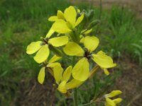 Coincya monensis