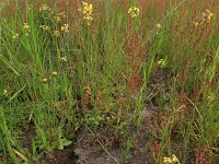 Coincya monensis 13, Muurbloemmosterd, Saxifraga-Hans Boll