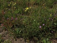 Coincya monensis 15, Muurbloemmosterd, Saxifraga-Hans Boll
