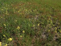 Coincya monensis 19, Muurbloemmosterd, Saxifraga-Hans Boll