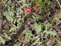 Coincya monensis 2, Muurbloemmosterd, Saxifraga-Rutger Barendse