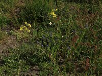 Coincya monensis 20, Muurbloemmosterd, Saxifraga-Hans Boll
