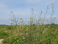 Coincya monensis 27, Muurbloemmosterd, Saxifraga-Ed Stikvoort