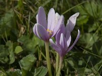 Colchicum alpinum