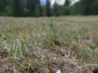 Colchicum alpinum 2, Saxifraga-Simone van Velzen