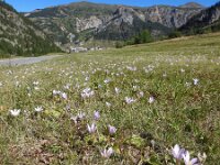 Colchicum alpinum 7, Saxifraga-Harry Jans