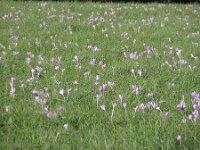 Colchicum autumnale 12, Herfsttijloos, Saxifraga-Jan Willem Jongepier