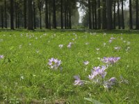 Colchicum autumnale 15, Herfsttijloos, Saxifraga-Rob Felix : Plantae, Plants, planten