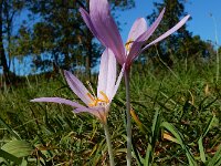 Colchicum autumnale 34, Herfsttijloos, Saxifraga-Ed Stikvoort