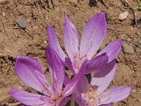 Colchicum bivonae