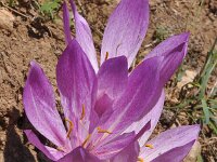 Colchicum bivonae 2, Saxifraga-Harry Jans
