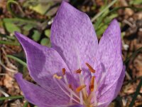 Colchicum bivonae 3, Saxifraga-Harry Jans