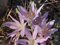 Colchicum boissieri