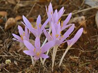 Colchicum boissieri 2, Saxifraga-Harry Jans
