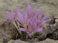 Colchicum boissieri 5, Saxifraga-Harry Jans