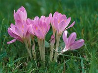 Colchicum byzantinum