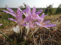 Colchicum byzantinum 10, Droogbloeier, Saxifraga-Ed Stikvoort