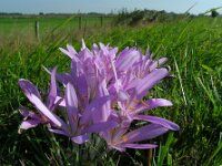 Colchicum byzantinum 3, Droogbloeier, Saxifraga-Ed Stikvoort