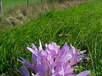 Colchicum byzantinum 5, Droogbloeier, Saxifraga-Ed Stikvoort
