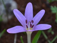 Colchicum cupanii