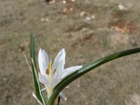 Colchicum hungaricum