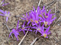Colchicum montanum