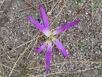 Colchicum montanum 3, Saxifraga-Tom Heijnen