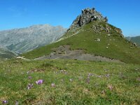 Colchicum montanum 6, Saxifraga-Ed Stikvoort : Espinama - Fuente Dé - Regugio de Aliva s9900