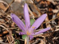 Colchicum parlatoris