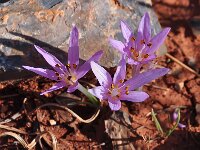 Colchicum psaridis
