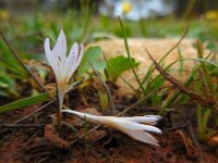 Colchicum pusillum